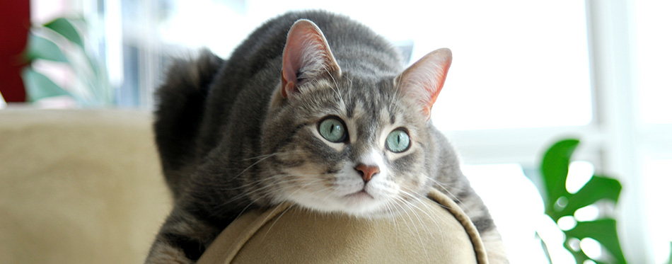 Cat on Couch