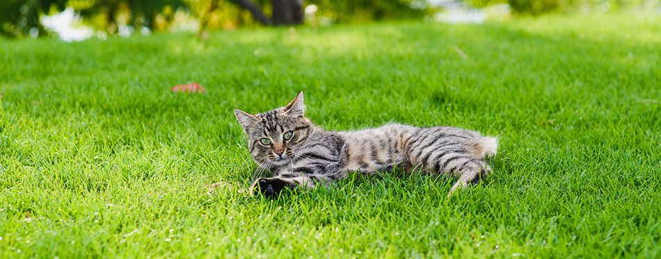 Cat playing with a mouse