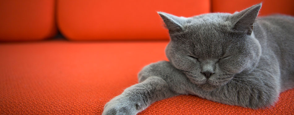 Cat relaxing on the couch