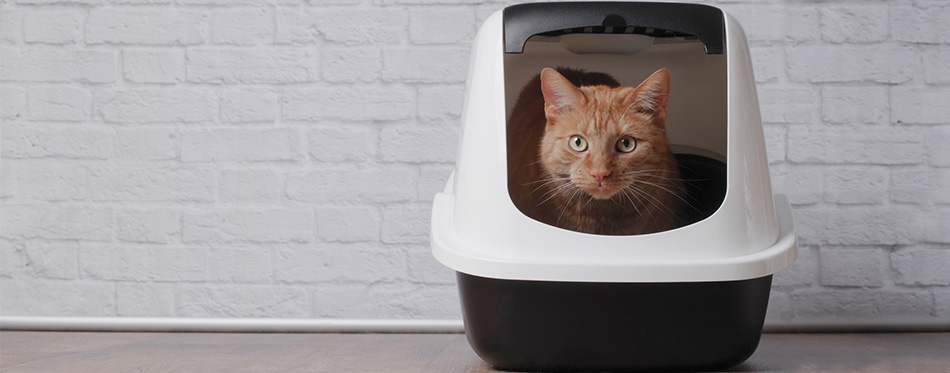 Cat sitting in a litter box