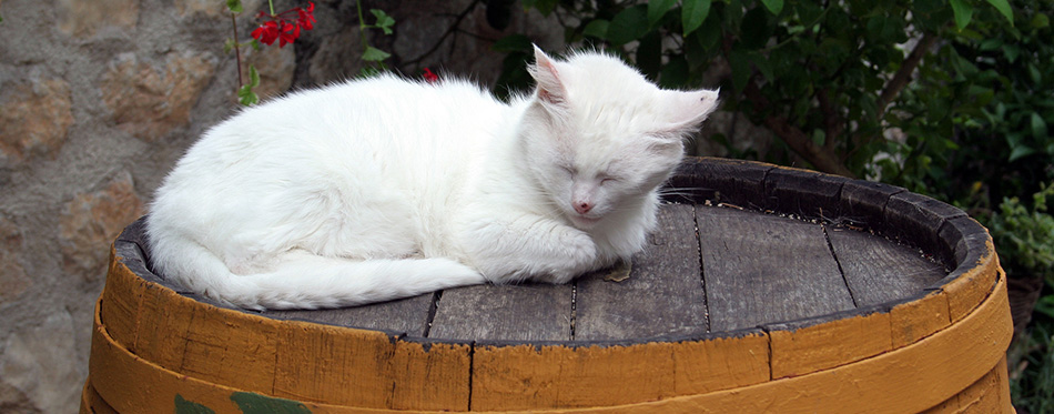 Cat sleeping on the barrel