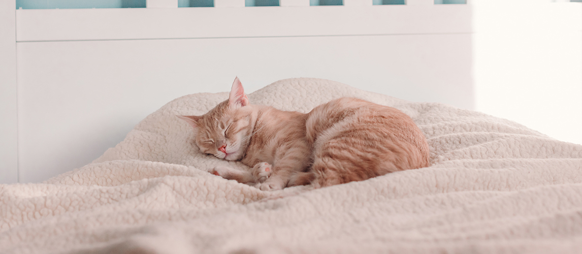 Cat sleeping on the bed