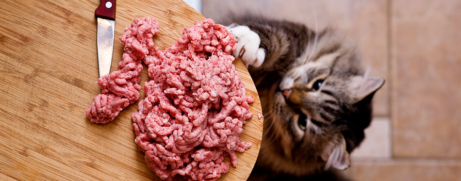 Cat steals forcemeat