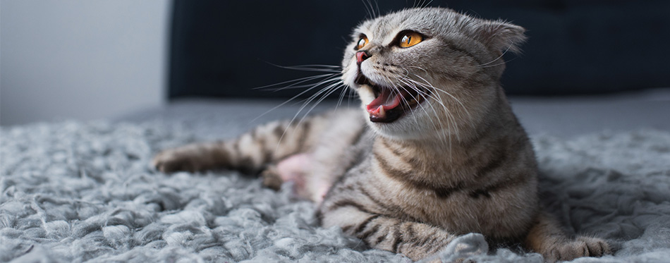 Cat yawning