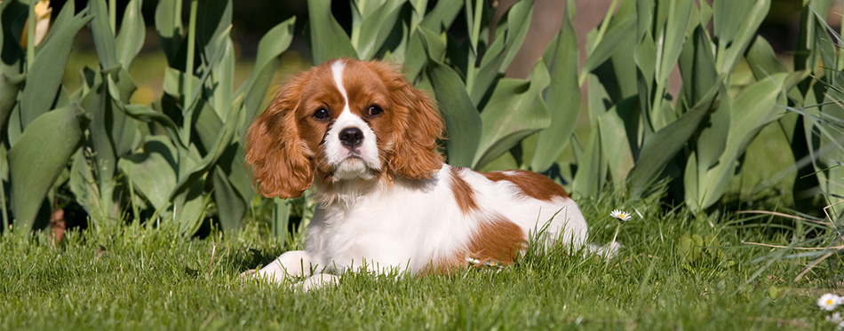 Cavalier King Charles Spaniel