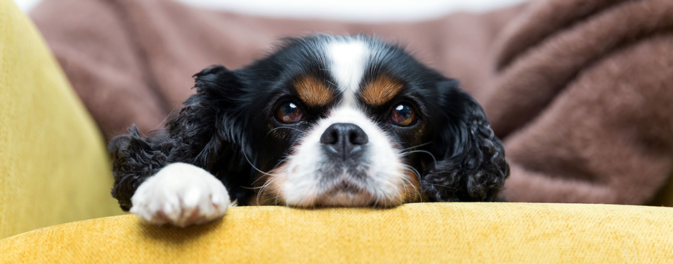 Cavalier King Charles Spaniel on sofa