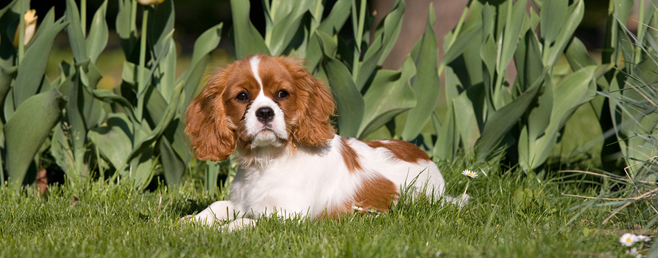 Cavalier King Charles Spaniel