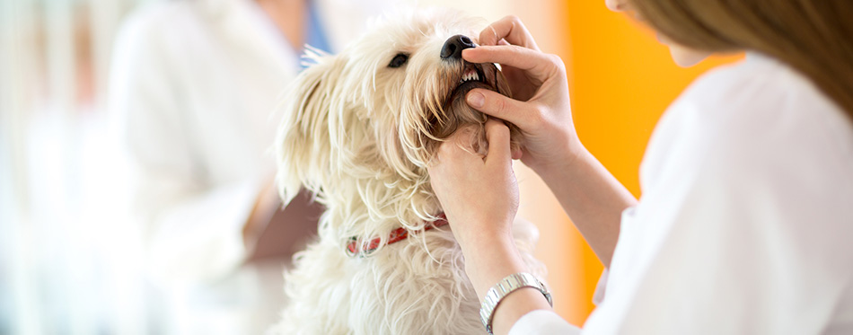 Checking teeth of Maltese dog