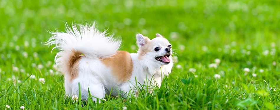 Cheerful chihuahua dog on meadow