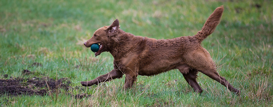 Chesapeake Bay Retriever