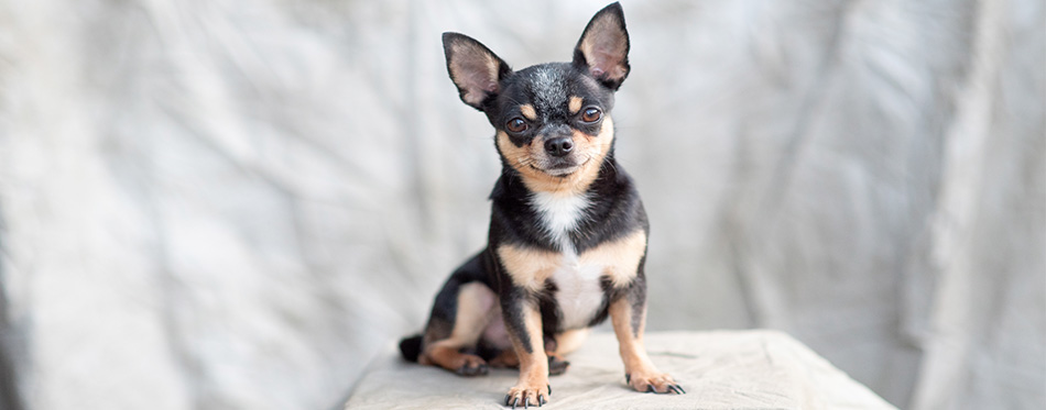 Chihuahua 