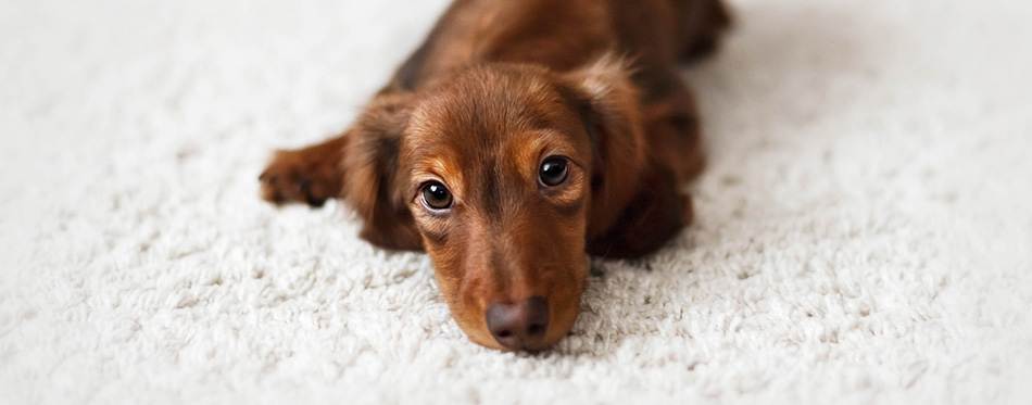 Chihuahua Dachshund Mix