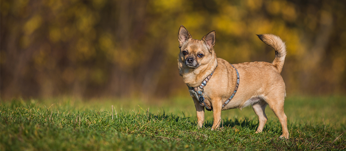 Chihuahua dog with harness