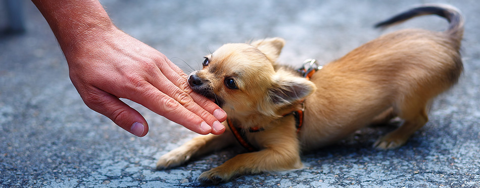 Chihuahua puppy biting