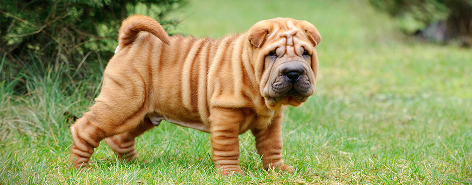 Chinese Shar Pei