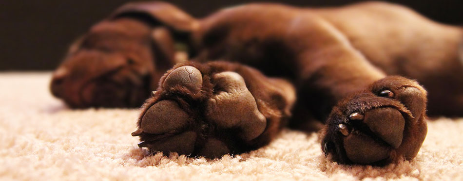 Chocolate lab puppy sleeping