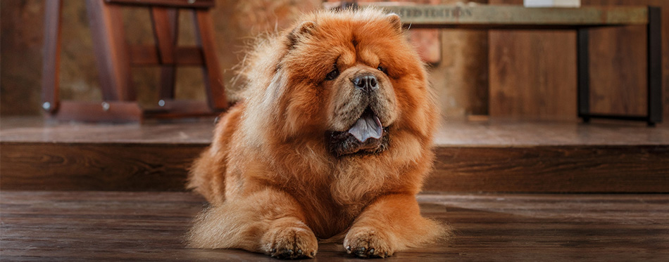 Chow Chow