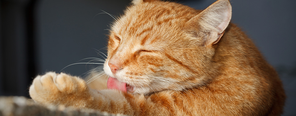 Cleaning Cat