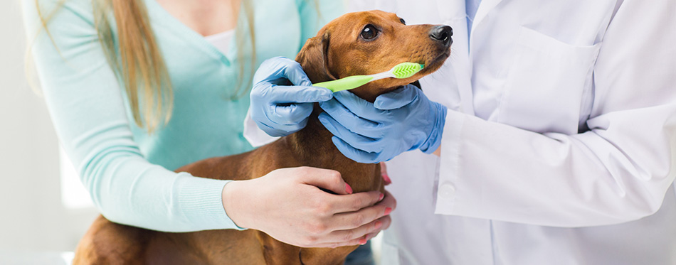 Close up of veterinarian brushing dog teeth