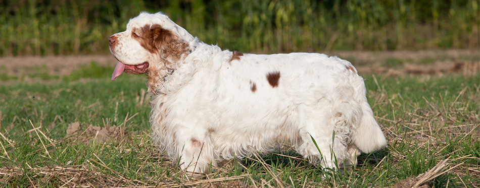 Clumber Spaniels