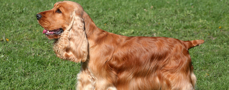 Cocker Spaniel dog