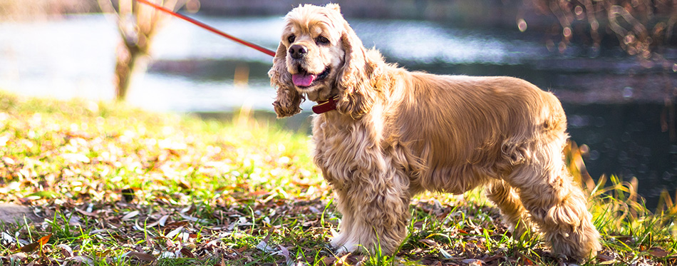 Cocker Spaniel