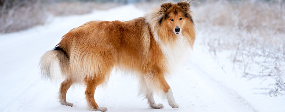 Collie