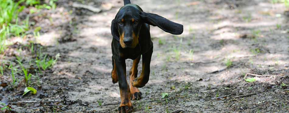 Coonhound