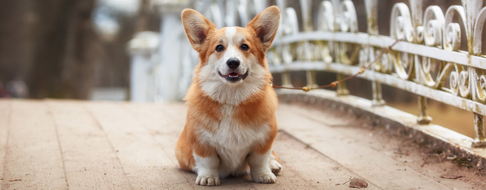 Corgi