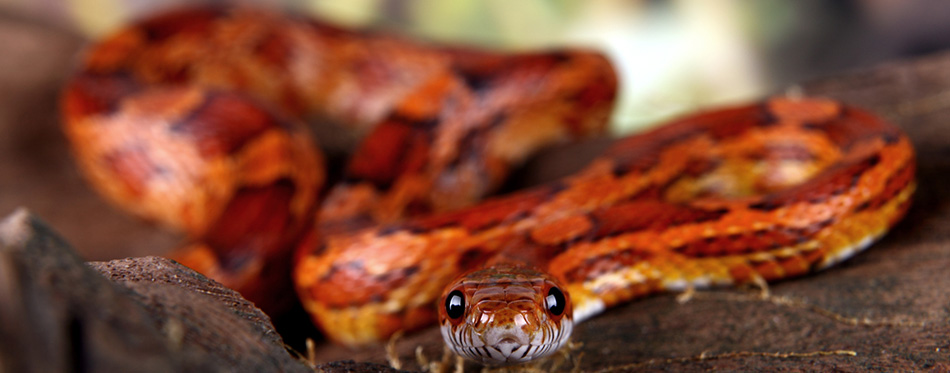 Corn Snake