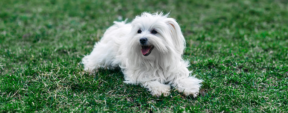 Coton de Tulear