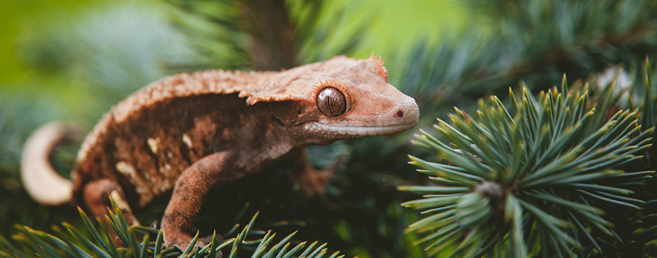 Crested Gecko