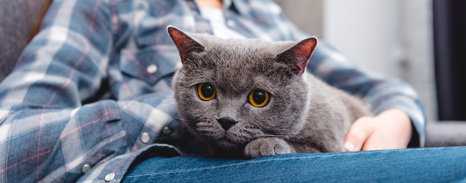 Cropped shot of beautiful british shorthair cat