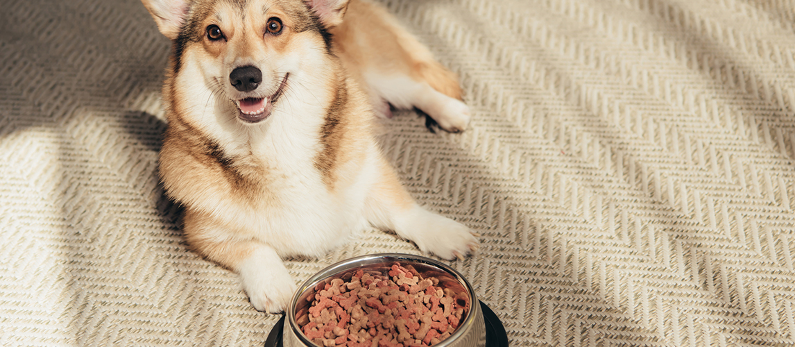 Cute Welsh Corgi lying on floor with bowl full of dog food