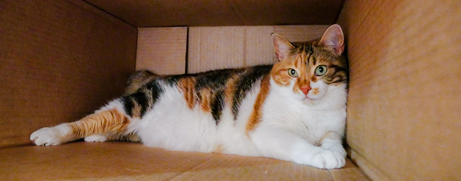 Cute cat in a box