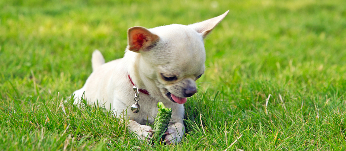 Cute dog eating