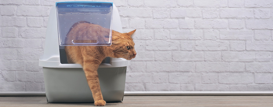 Cute ginger cat going out of a closed Litter box.