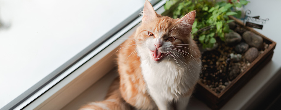 Cute ginger cat resting on a window sill and hissing.