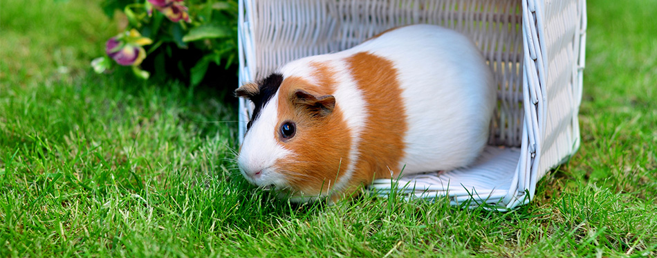 Cute guinea pig on the grass