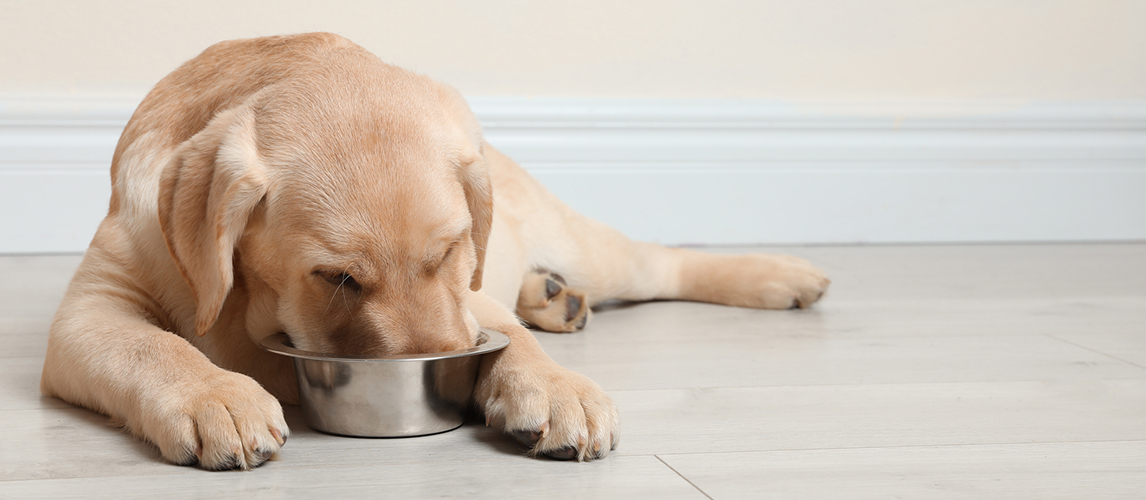 Cute labrador retriever eating from a bowl