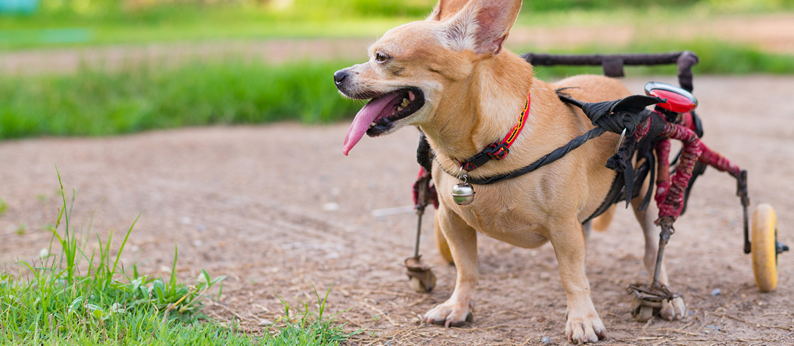 Cute little dog in wheelchair or cart walking in grass