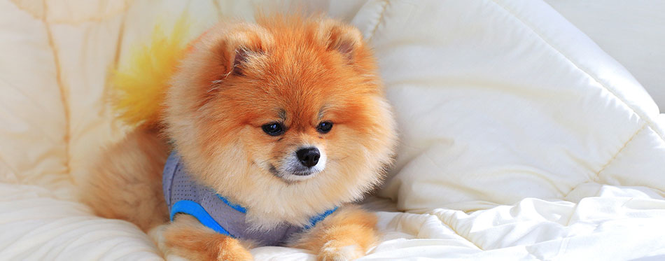 Cute pet in house, pomeranian grooming dog wear clothes on bed