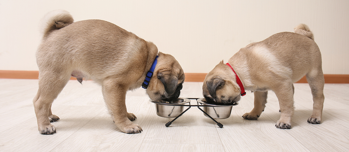 Cute pug puppies eating at home