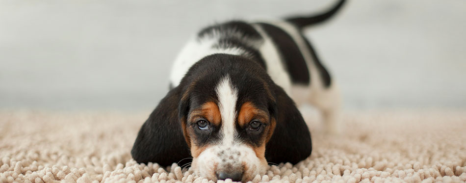 Cute puppy with long ears on cozy carpet