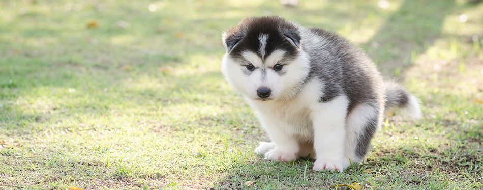 Cute siberian husky puppy pooping