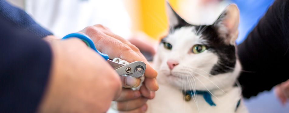 Cutting cats claws in vet ambulant