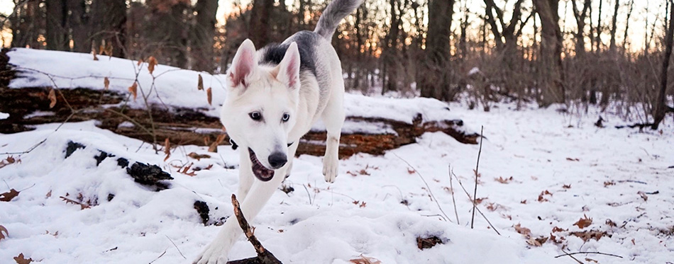 Czechoslovakian Wolfdog in a forrest