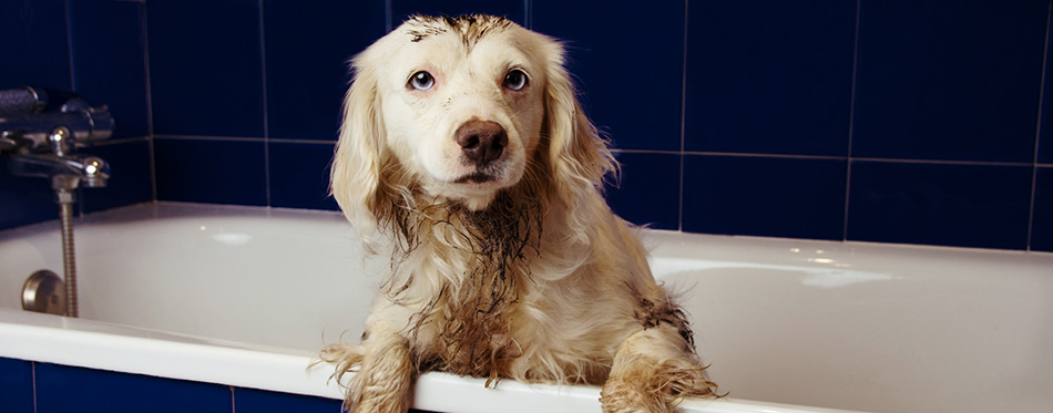 DIRTY DOG BATHING