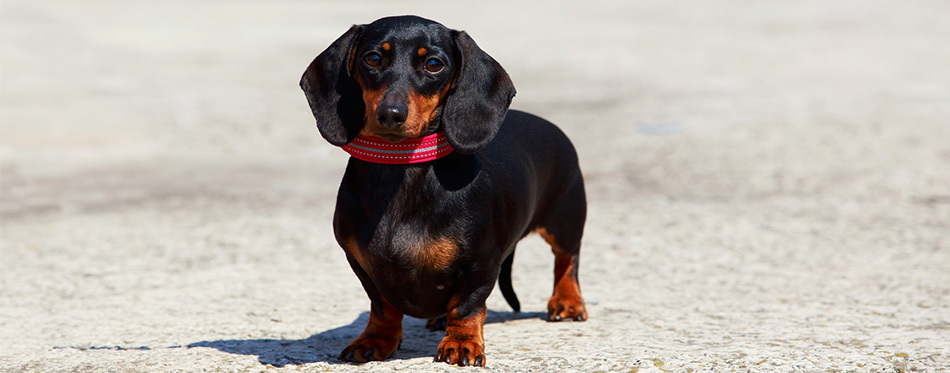 Dachshund