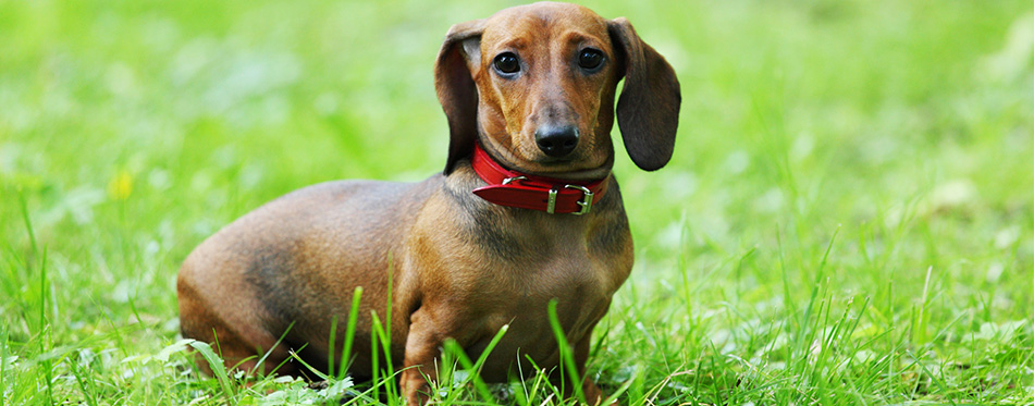 Dachshund